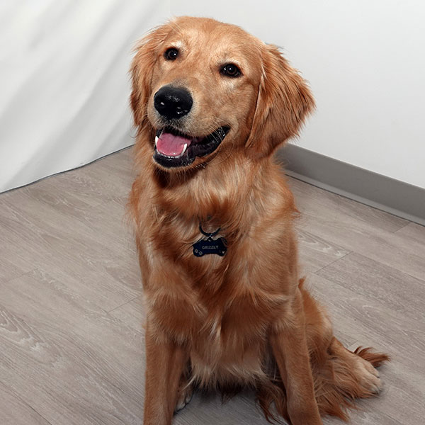 Grizzly, the therapy dog