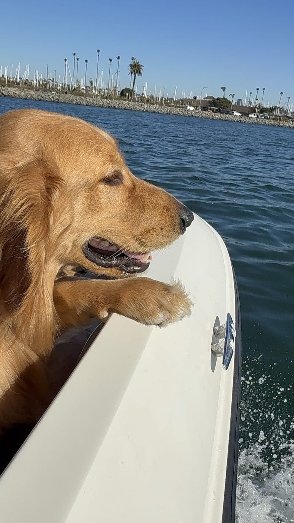 Grizzly, the therapy dog